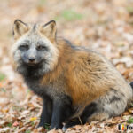 20141108_150720_foxinfonet