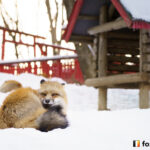 20141227_153556_foxinfonet