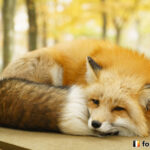 20151114_142339_foxinfonet