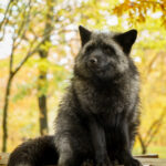 20151115_102135_foxinfonet