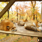 20151115_115515_foxinfonet