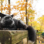 20151116_103950_foxinfonet