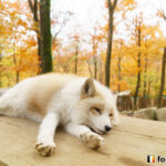 20151116_133948_foxinfonet (1)