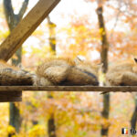 20151117_142608_foxinfonet