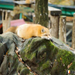 20151118_092756_foxinfonet