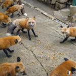 20160924_164255_foxinfonet