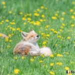 20200525_132351_foxinfonet