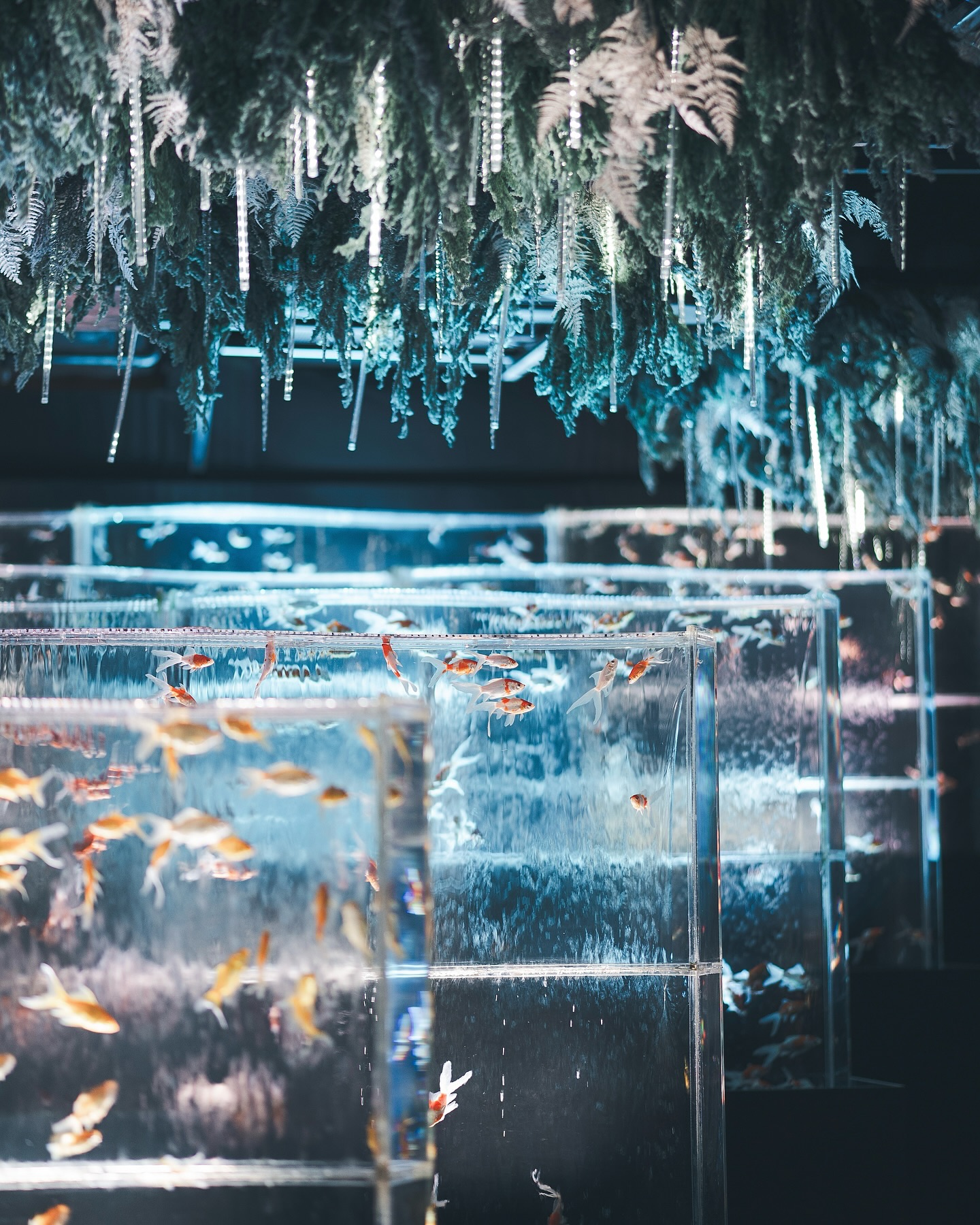 Art Aquarium Museum GINZA