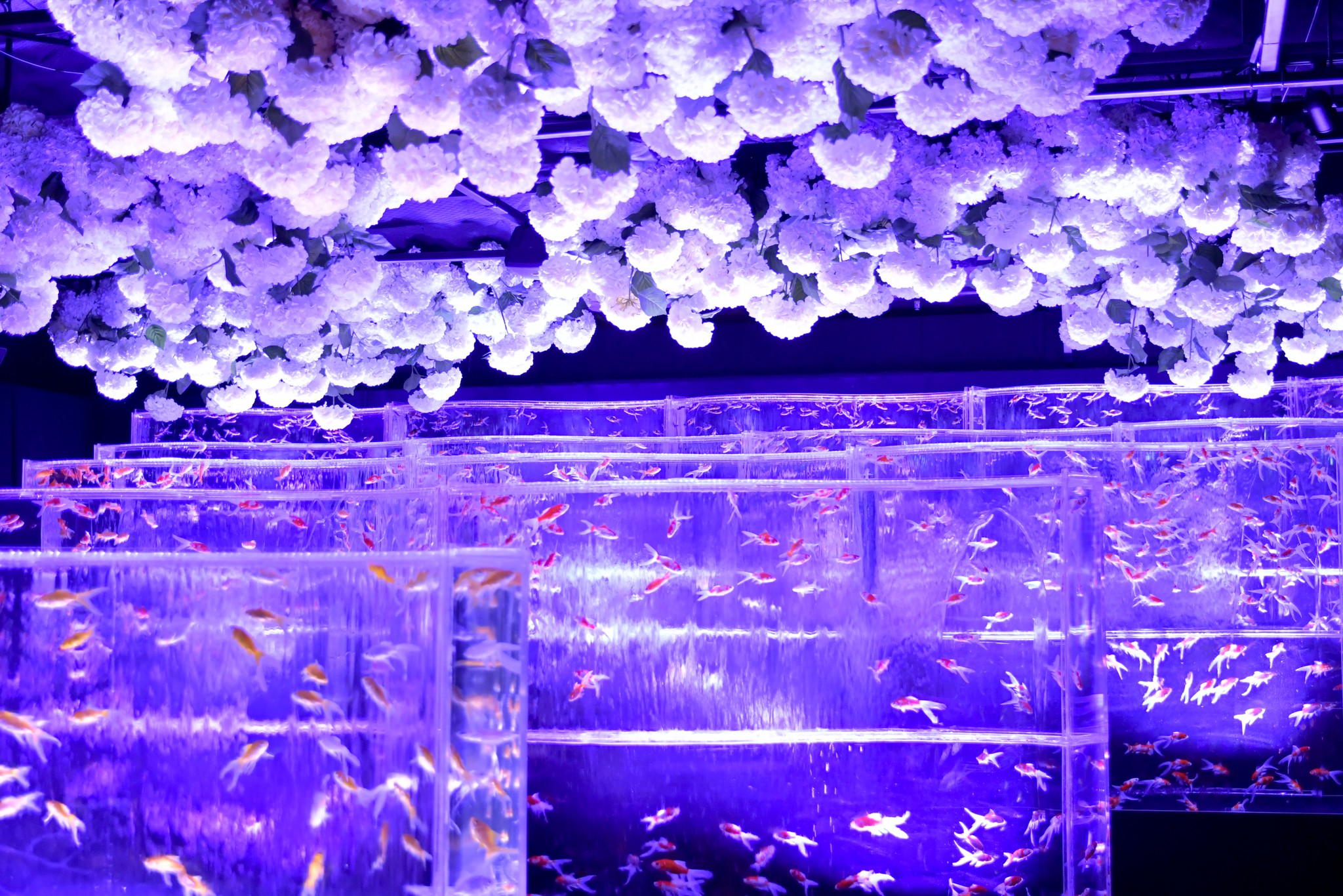 Art Aquarium Museum GINZA