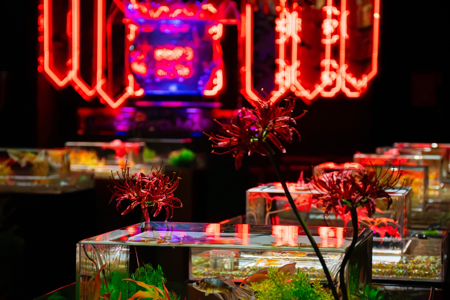 Art Aquarium Museum GINZA