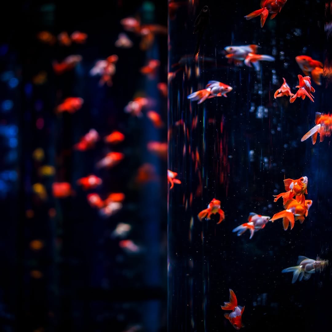 Art Aquarium Museum GINZA