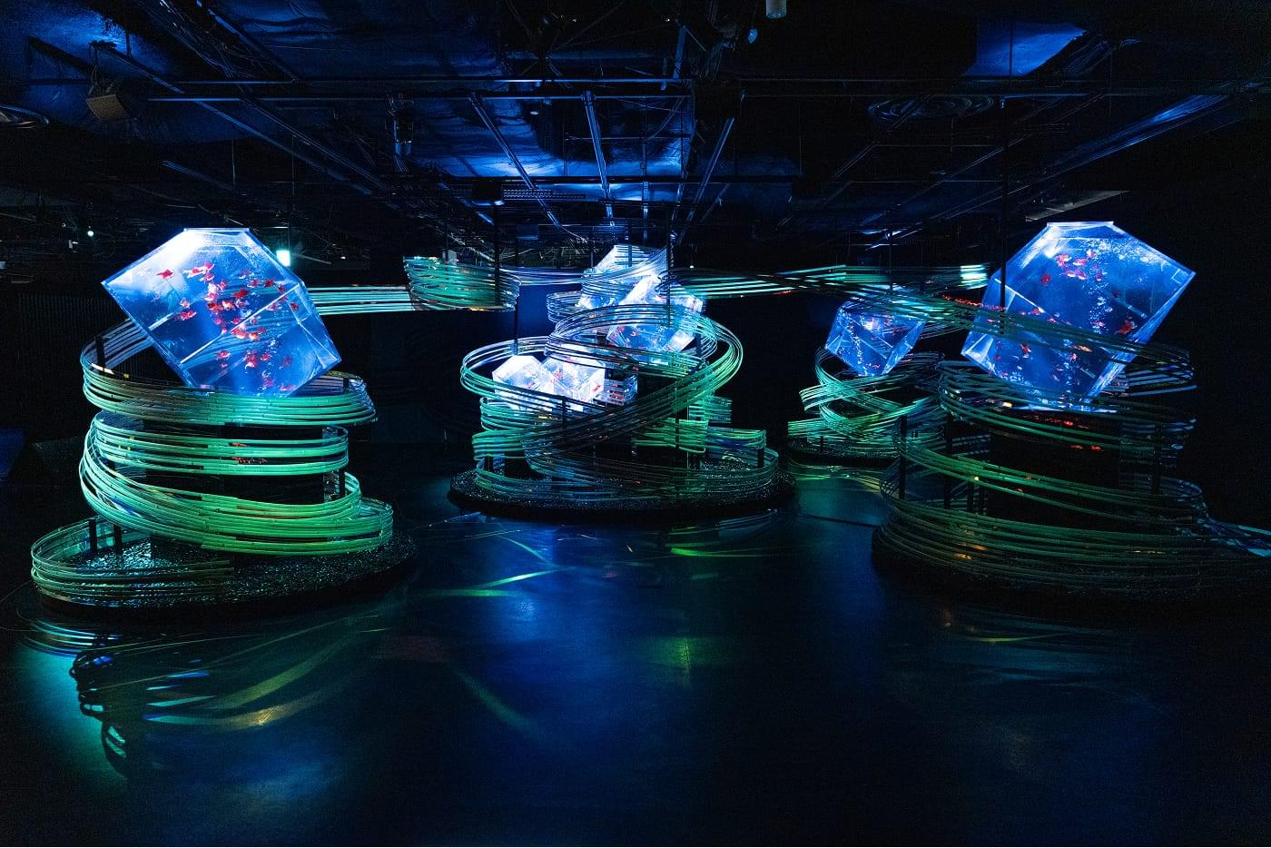 Art Aquarium Museum GINZA