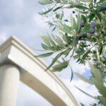 71081526_2459511424372862_3278322084333223936_n