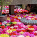 342860088_1277856206415522_1064025555368251923_n-2