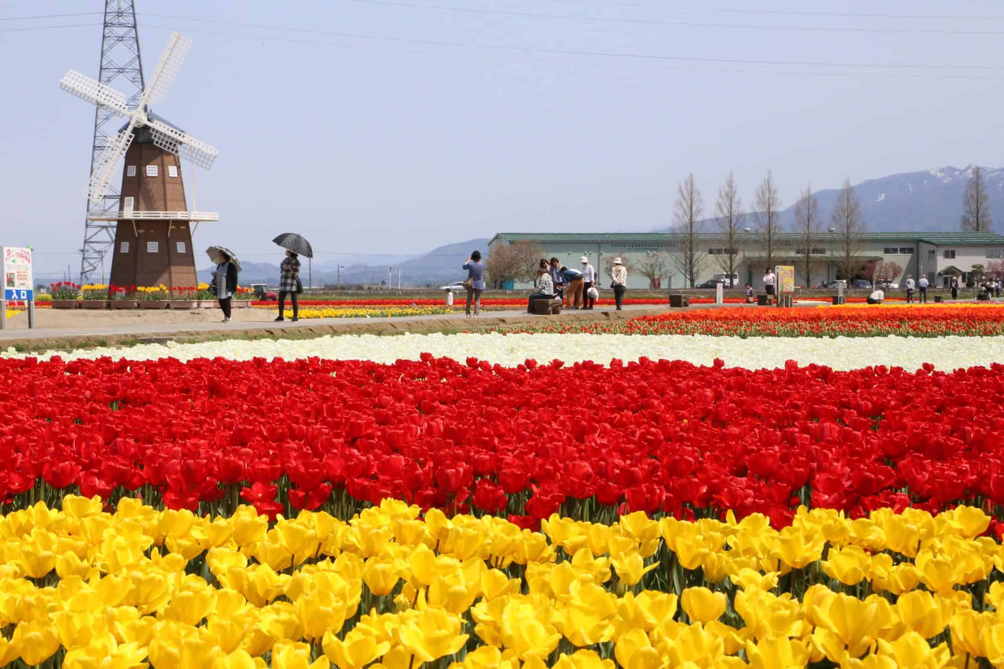 Gosen City Tulip Festival