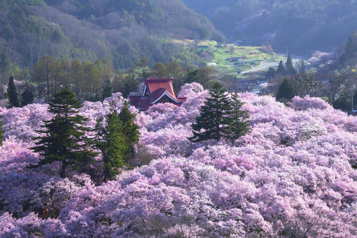 Cherry Blossom japan