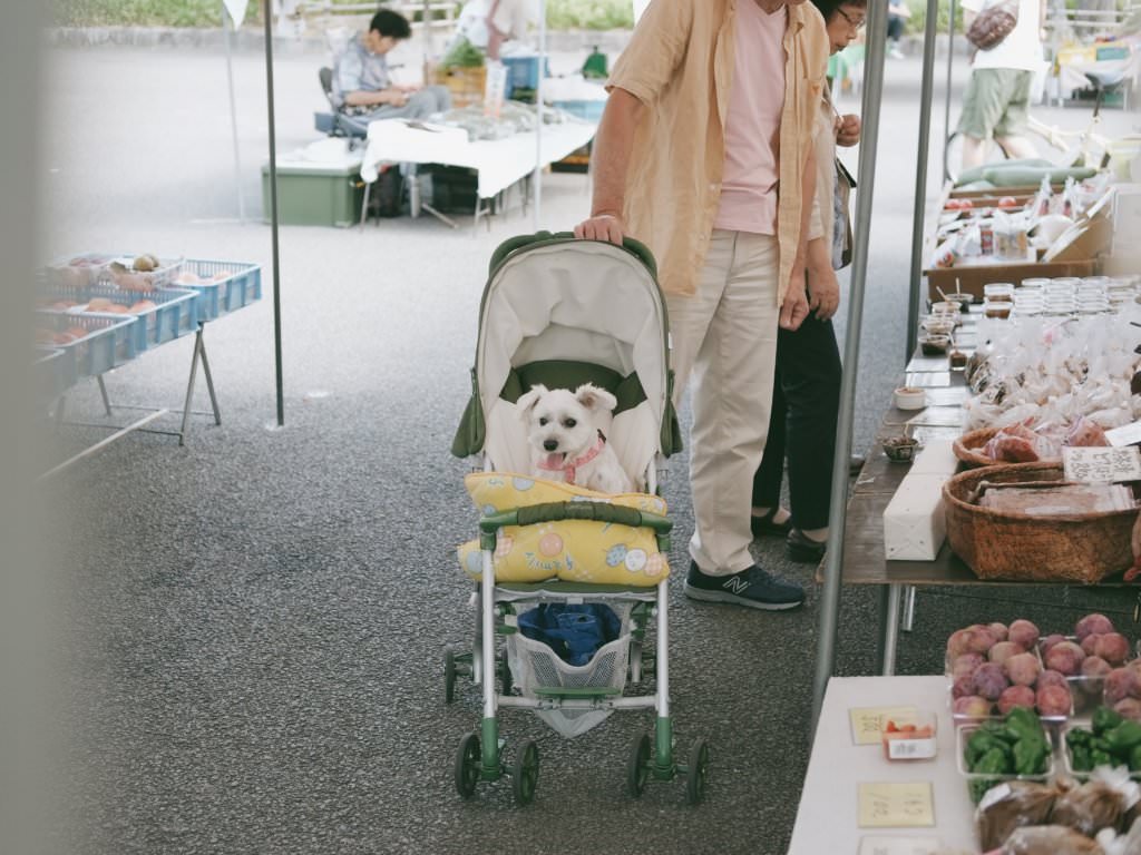 น้องหมาก็มาที่ตลาดเช้ามิยากาว่าเหมือนกันนะ