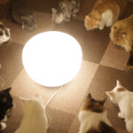 12_cats_eating_together_around_a_centrally_placed_lamp_in_cat_cafe