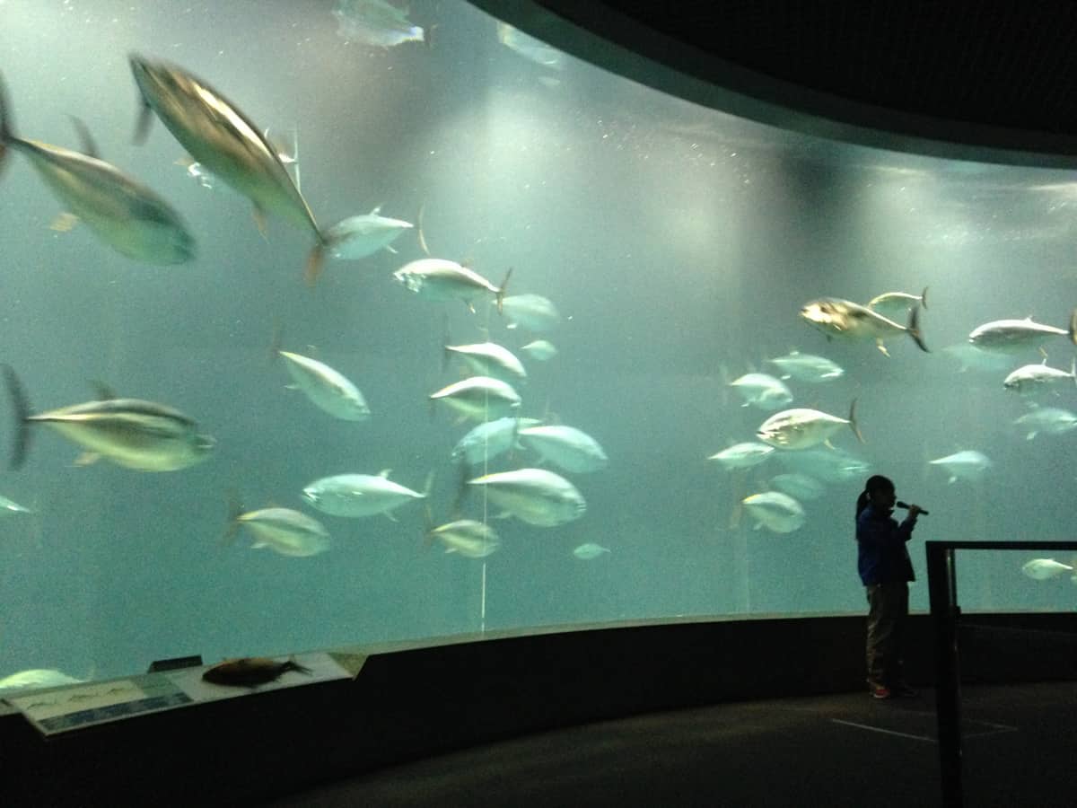พิพิธภัณฑ์สัตว์น้ำ Tokyo Sealife Aquarium