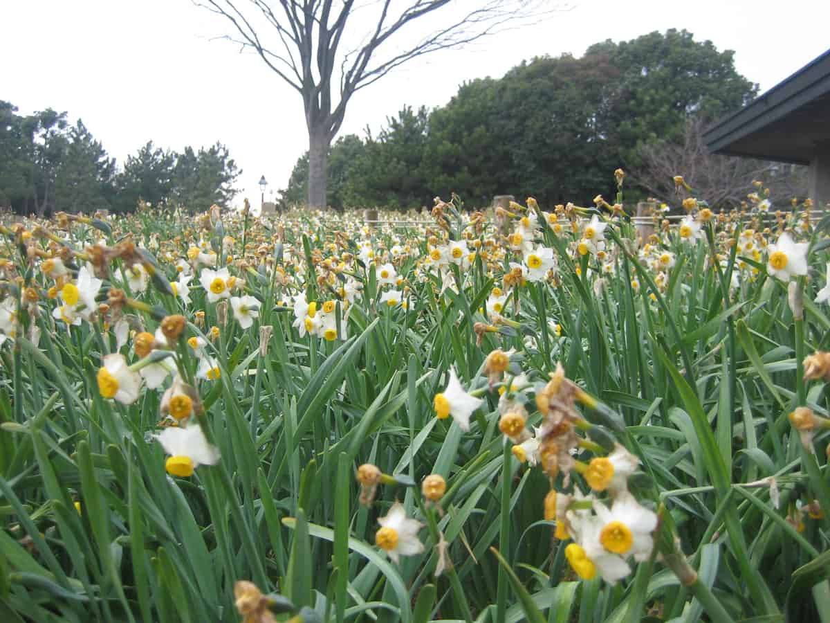 ที่ Kasai Rinkai Koen ในแต่ละฤดูกาลจะมีดอกไม้คอยเบ่งบานแตกต่างกันออกไป