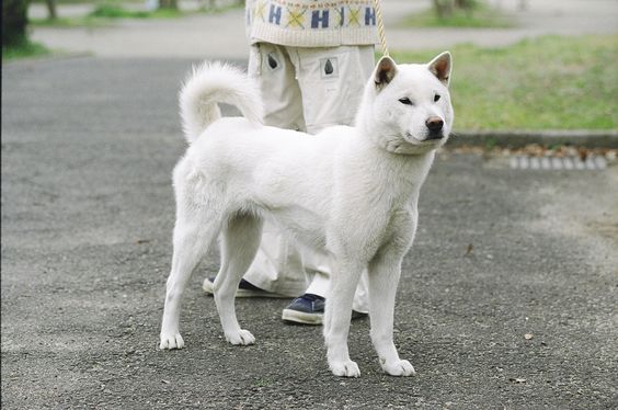 พันธุ์หมาญี่ปุ่น : คิชูอินุ (KISHU INU)