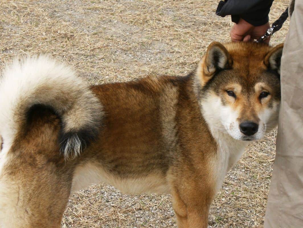 ชิโกกุอินุ (四国犬 SHIKOKU INU)