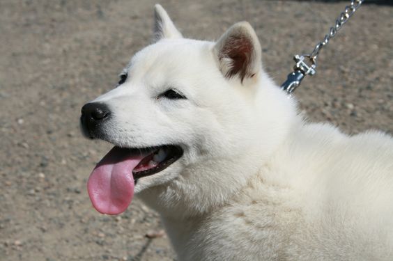 6 พันธุ์หมาน่าเลี้ยง สำหรับคนรักหมาญี่ปุ่น | Kiji.Life