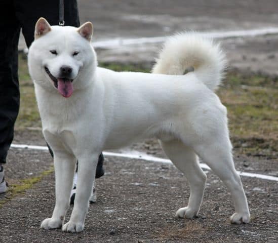 พันธุ์หมาญี่ปุ่น : ฮอกไกโดเคน (HOKKAIDO KEN)