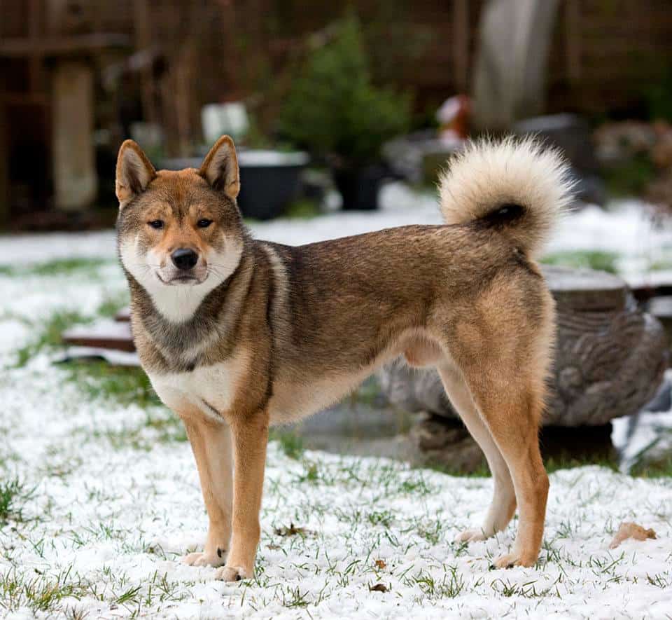 พันธุ์หมาญี่ปุ่น : ชิโกกุอินุ (SHIKOKU INU)