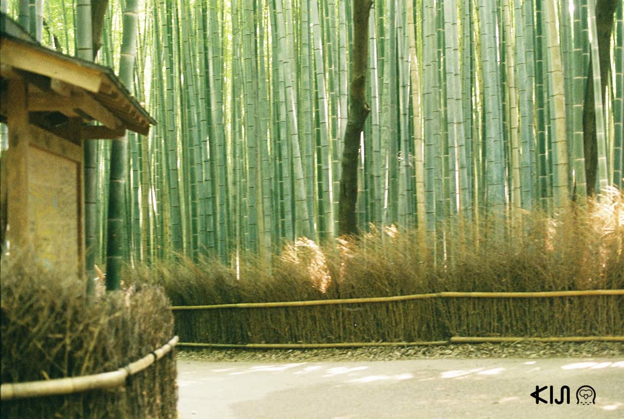 Kyoto Sagano Walk & Bamboo Forest
