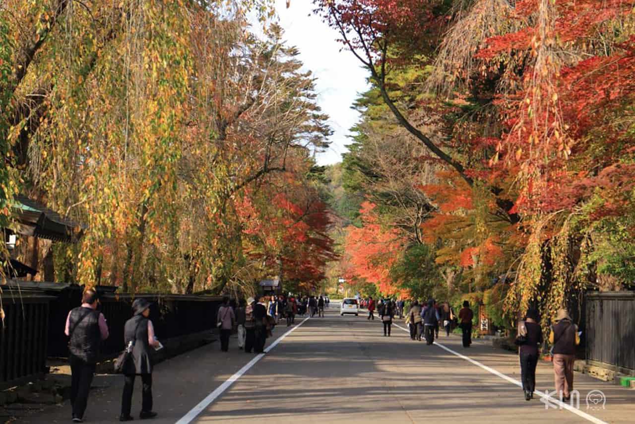 8 จุดชมใบไม้เปลี่ยนสีทั่วญี่ปุ่น : Kakunodate Bukeyashiki Street, Akita, Tohoku