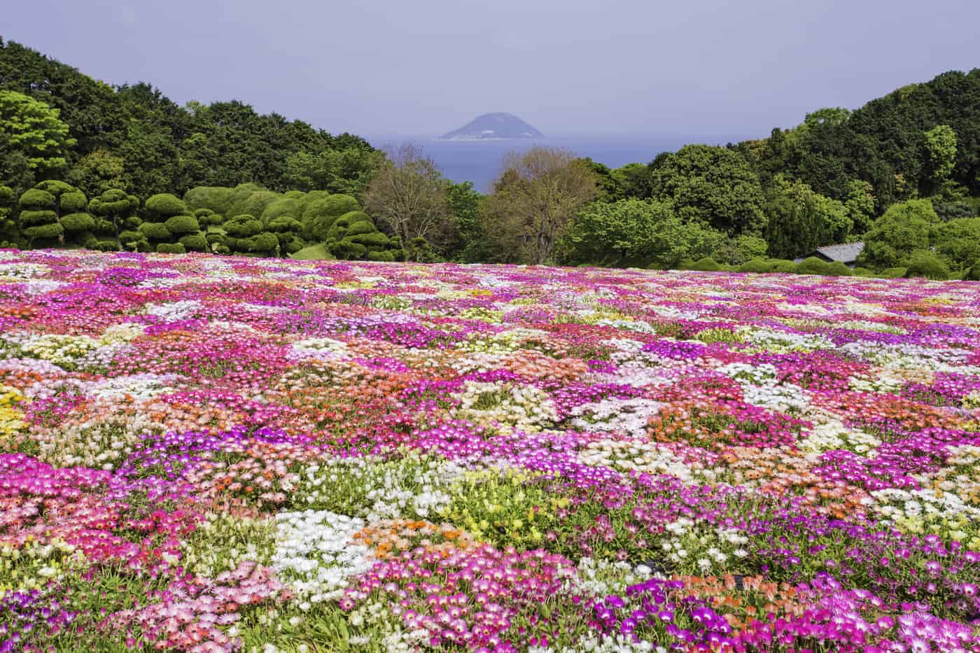เกาะโนโคโนะชิมะ (Nokonoshima Island) ที่มีทุ่งดอกไม้สวยงาม อยู่ใกล้ตัวเมือง