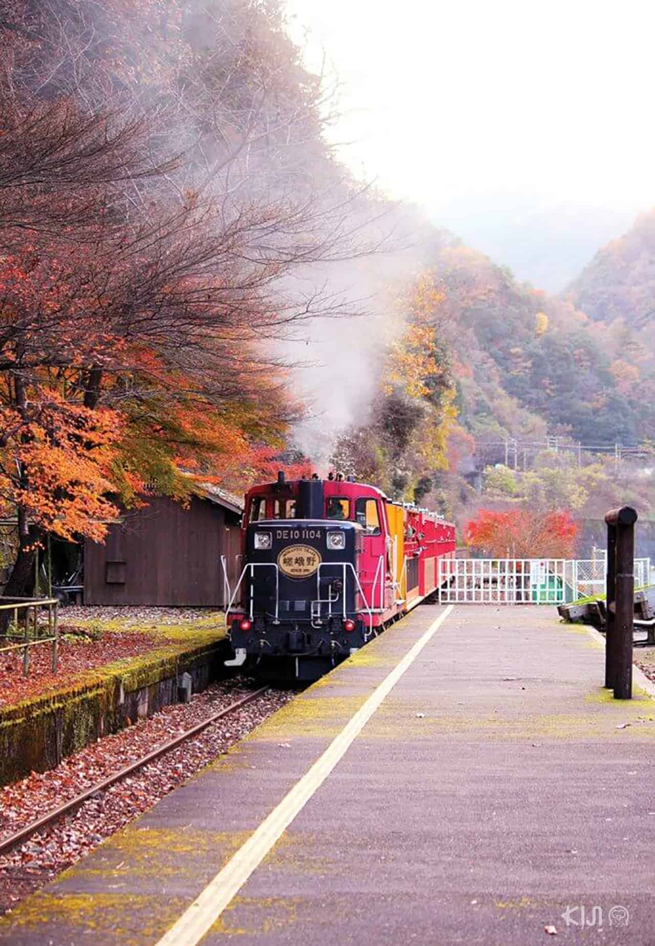 8 จุดชมใบไม้เปลี่ยนสีทั่วญี่ปุ่น : Sagano Romantic Train, Kyoto, Kansai