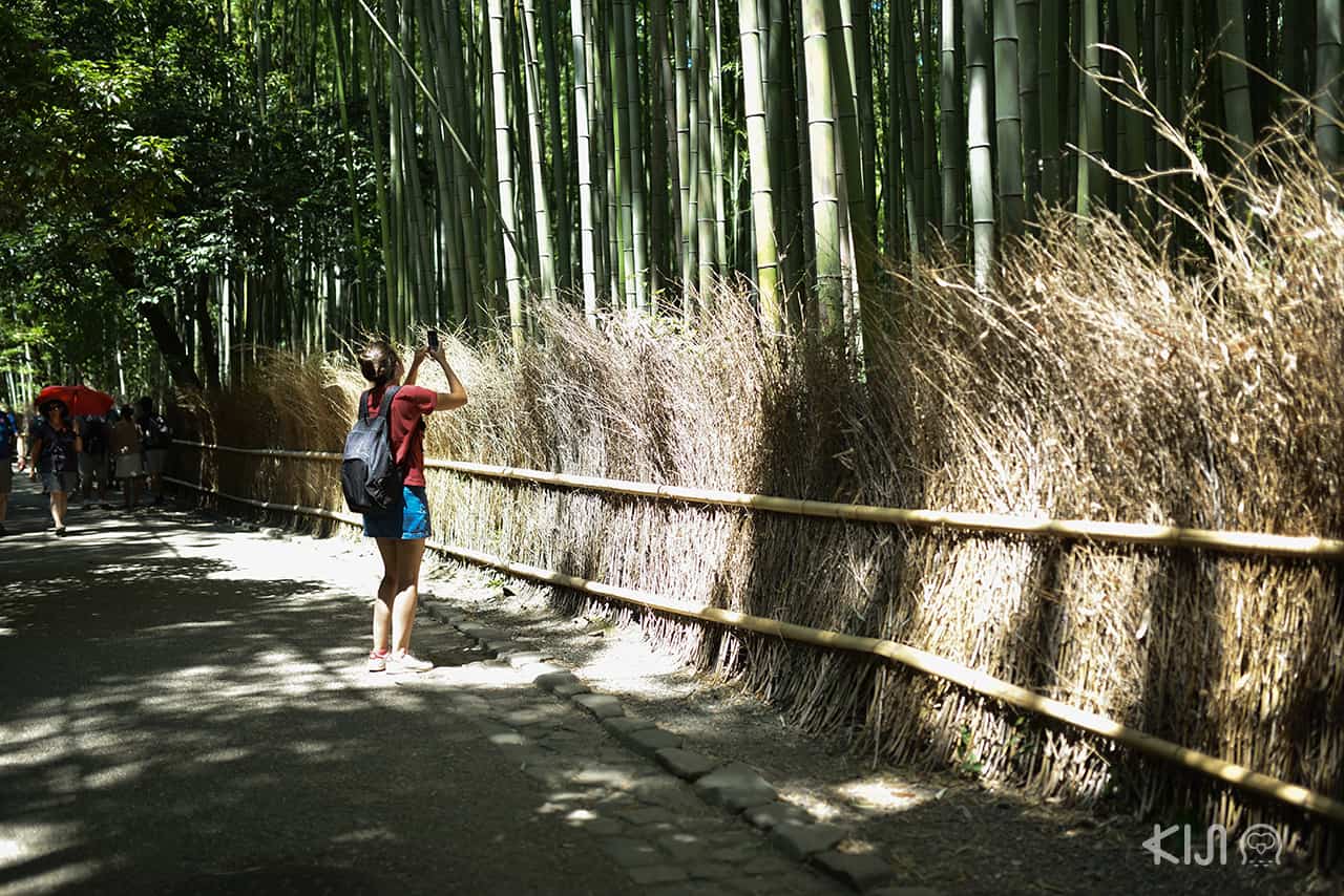 ป่าไผ่ (Bamboo Forest) ที่ย่านอาราชิยาม่า (Arashiyama) ในเกียวโต