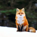 Winter-fox-snow-forest_1920x1080