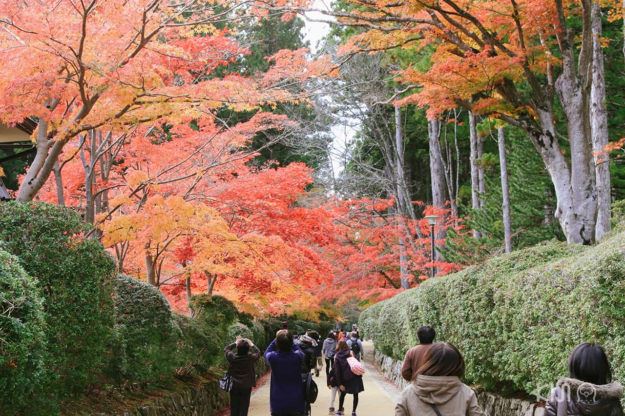 เดินชมใบไม้เปลี่ยนสีที่ วากายามะ (Wagayama)
