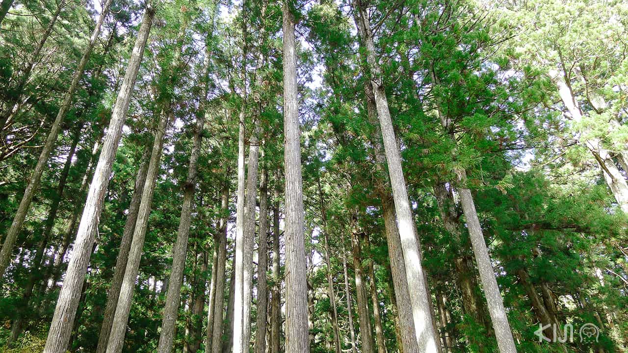 ต้นไม้ที่ วากายามะ (Wagayama) มีลำต้นที่สูงมาก ปกคลุมจนแดดส่องไม่ถึง