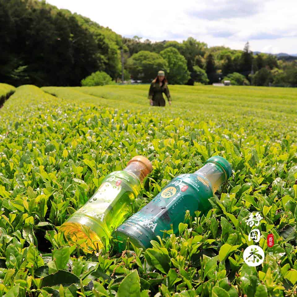 Shizuoka Green Tea