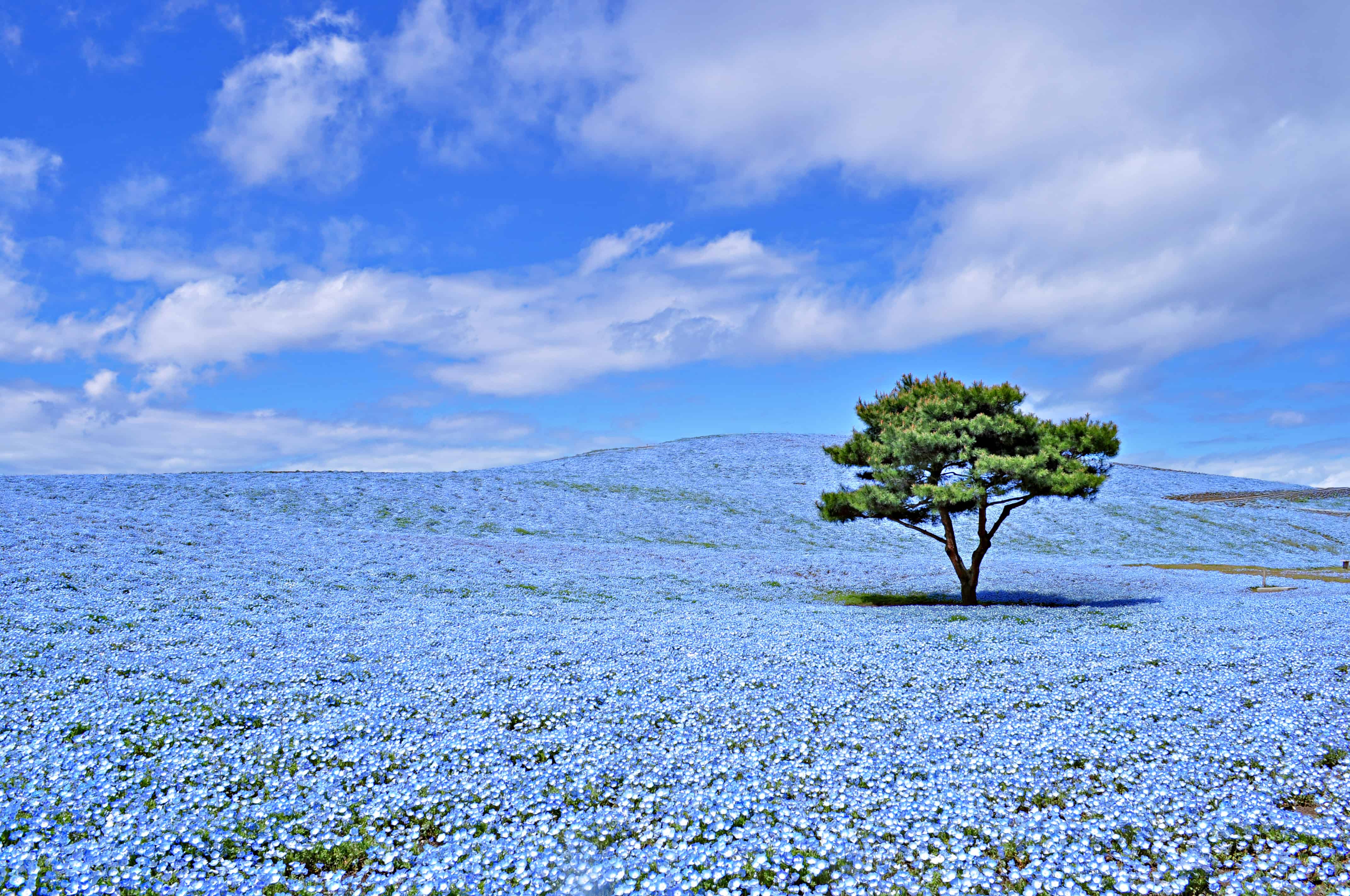 Цветущая земля. Парк Хитачи Япония. Парк Хитачи-Сисайд (Hitachi Seaside Park), Япония ночь. Ибараки Япония. Ibaraki Nemophila.