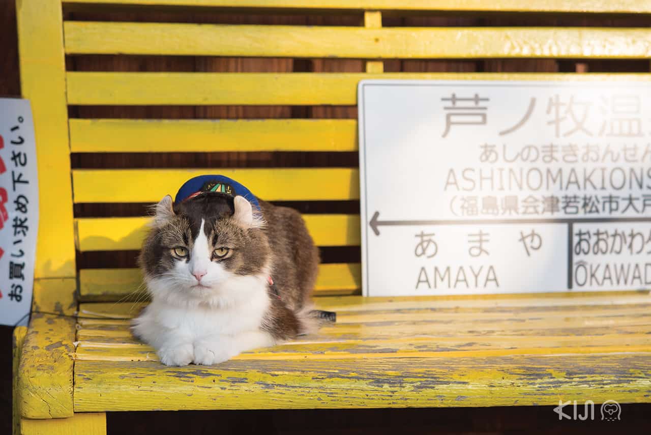 แมวเหมียวที่ Ashinomaki-Onsen Station ไอสึวากามัตสึ (Aizu-Wakamatsu)