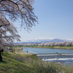 Thousand_Trees_of_Cherry_Blossoms_at_the_Bank_of_Shiroishi_River_-_panoramio