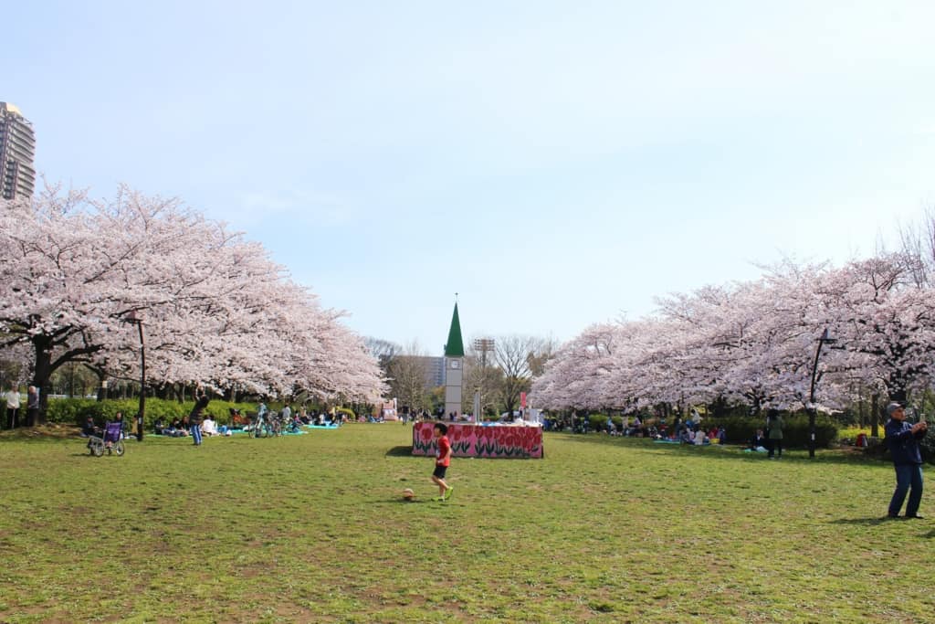 ซากุระ, ชมซากุระ, sakura, tokyo, Cherry blossom