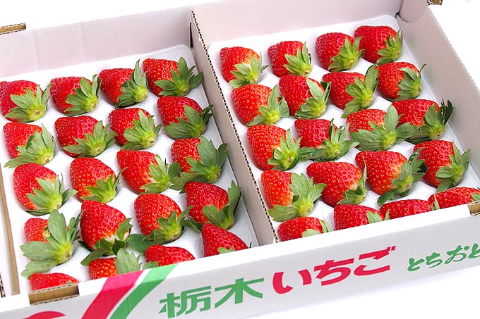 Tochigi, Strawberry, เก็บสตรอว์เบอร์รี