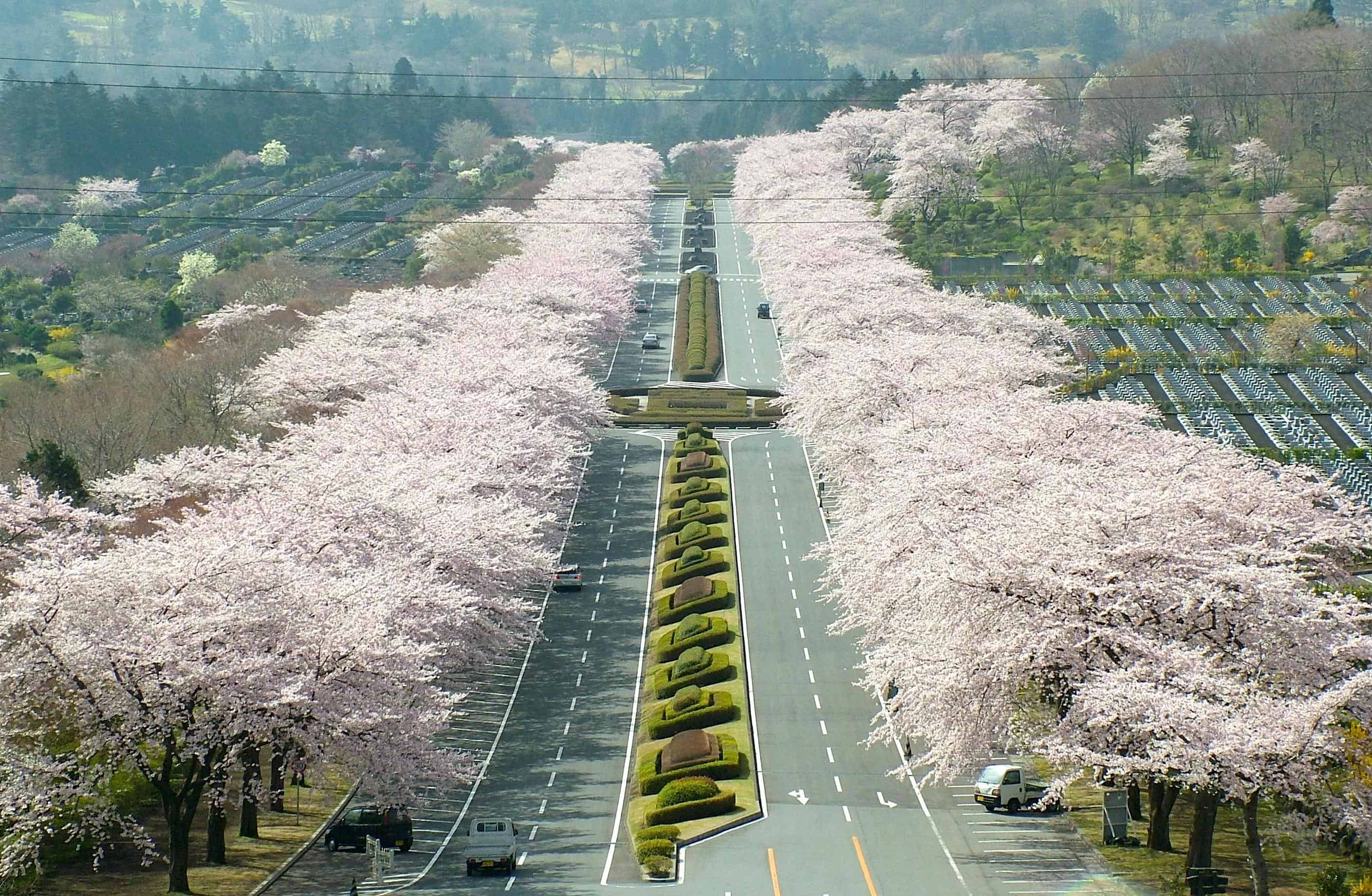ซากุระ, ชมซากุระ, sakura, tokyo, Cherry blossom