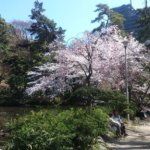 Secret Sakura Spots-3