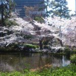 Secret Sakura Spots (4)