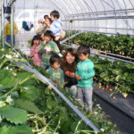 Pick-Your-Own Strawberries at Nikko Strawberry Park