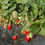 Strawberry Picking02