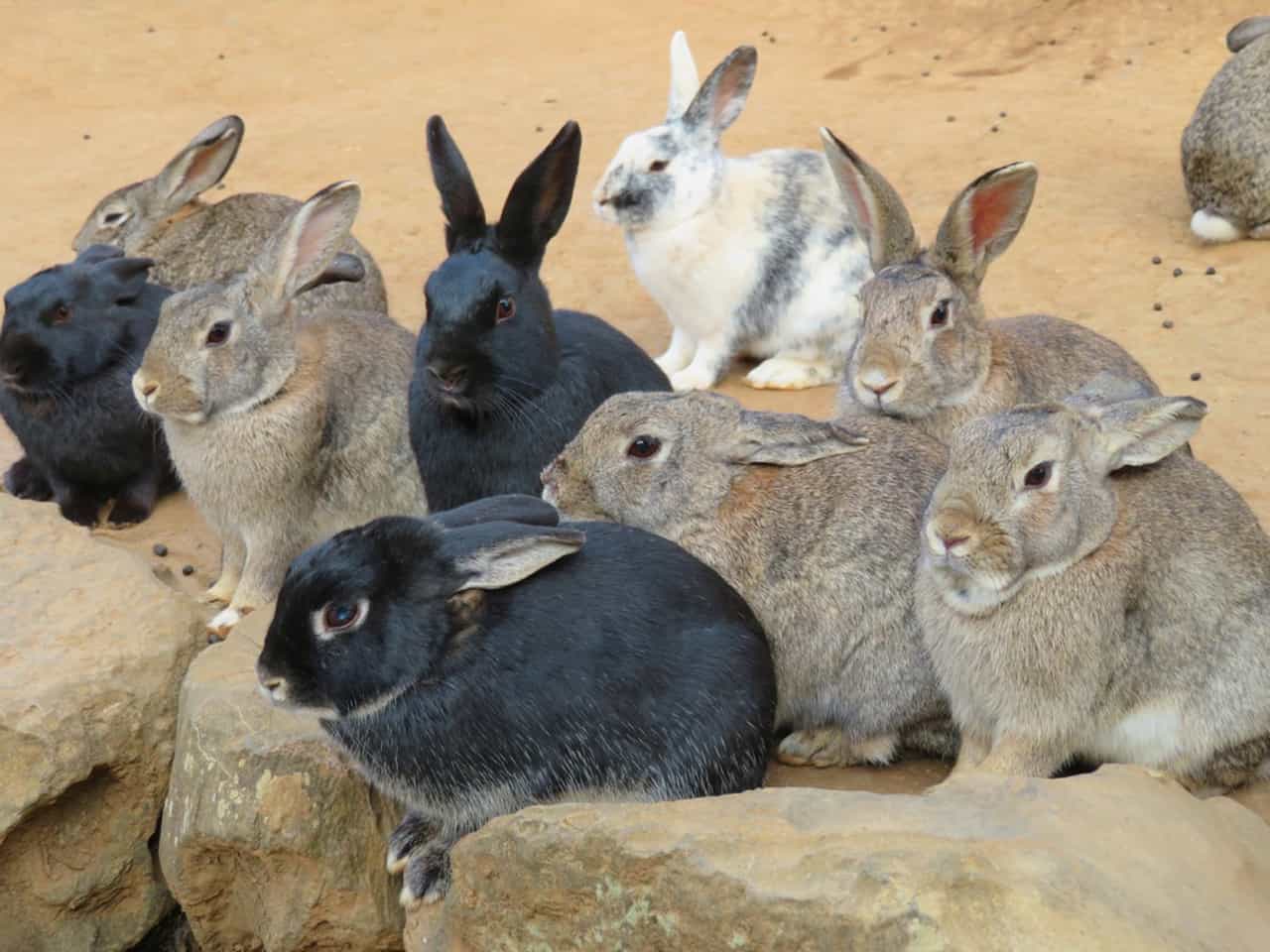 กระต่ายจำนวนมากที่สวนสาธารณะบนเกาะโนโคโนะชิมะ