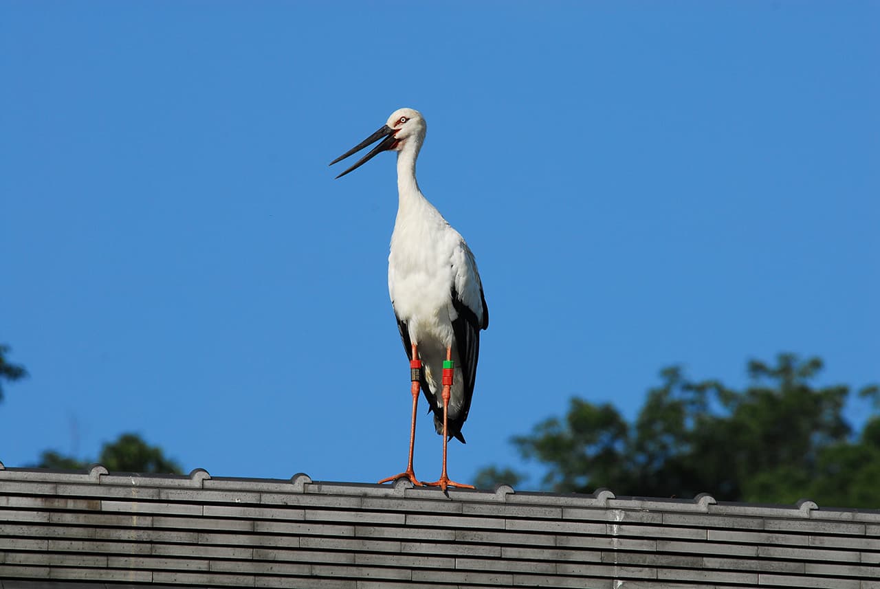 นกกระสาขาวตะวันออก (Oriental White Stork)